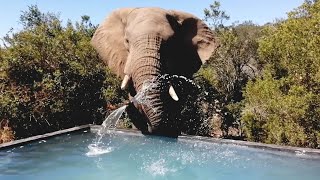 Cute and Funny Elephant Moments [upl. by Clynes]