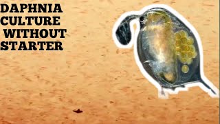 HOW TO CULTURE DAPHNIA NATURALLY WITHOUT A STARTER [upl. by Celinka981]