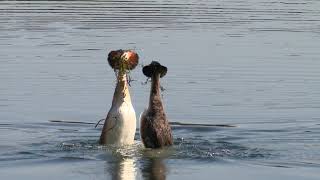 Great crested grebes courtship dance  WWT [upl. by Inoliel537]