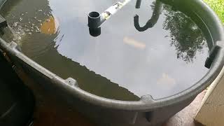 How I Started Raising Tilapia and Catfish  Small Scale Aquaculture [upl. by Sullivan269]