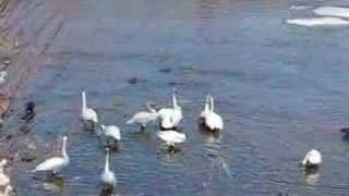 Trumpeter Swan Mating Display [upl. by Airtina]