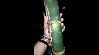 The real pethuk bamboo  bambu petuk jalu CEK DESKRIPSI [upl. by Aicerg327]