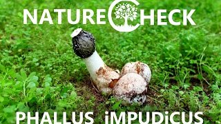 Phallus Impudicus [upl. by Yatnoed471]