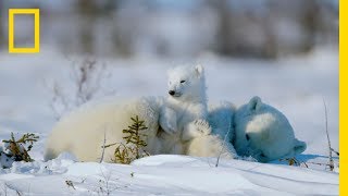 The Life of a Baby Polar Bear  Ep 4  Wildlife The Big Freeze [upl. by Herb]