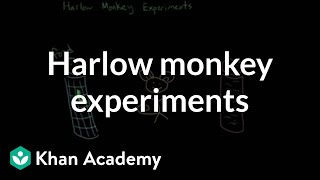 Harlow monkey experiments  Individuals and Society  MCAT  Khan Academy [upl. by Orlina]