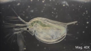 Daphnia magna under the Microscope [upl. by Dirtsa954]