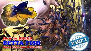 Part 2  How To Betta Fish Breeding  More Than 300 Betta Fry Mustard Gas Rose Tail Halfmoon [upl. by Nikos]