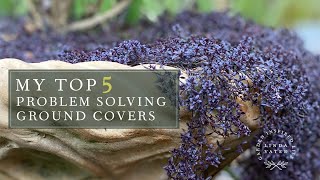 My TOP 5 Ground Covers [upl. by Karna747]