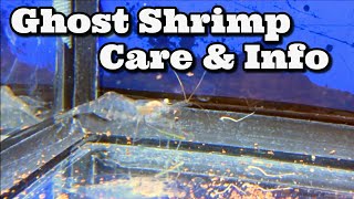 Ghost Shrimp Care amp Information  How to Keep  Care for Ghost Shrimp  Glass Shrimp [upl. by Nordna957]