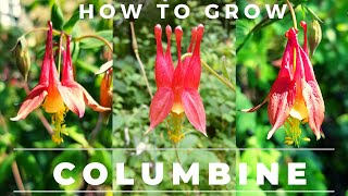 How to Grow Columbine Germinate Seed Care for [upl. by Arta566]