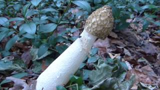 Phallus Impudicus Var Togatus mushroom [upl. by Annek572]