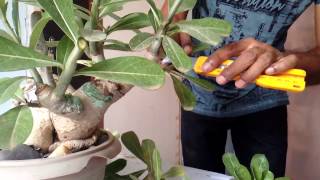 HOW TO PRUNE DESERT ROSE ADENIUM EASILY [upl. by Letsou]