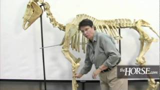 The Horses Skeleton Overview [upl. by Annavoj6]