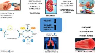 Cetoacidosis Diabetica Fisiopatologia [upl. by Raynell635]