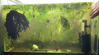 Scuds Daphnia Cherry Shrimp Copepods My aquatic food culture [upl. by Dave]