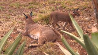 Meet the Caracals [upl. by Suckram]