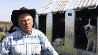 Training Cattle Dogs [upl. by Cristian537]