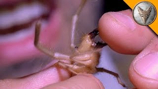 Ahhh Camel Spider Chews My Finger [upl. by Lalaj]