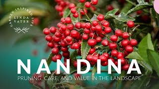 N A N D I N A Pruning • Care • Landscape Value  Linda Vater [upl. by Brandais]