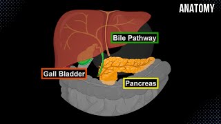 Bile Pathway Gall Bladder amp Pancreas  Anatomy [upl. by Han531]