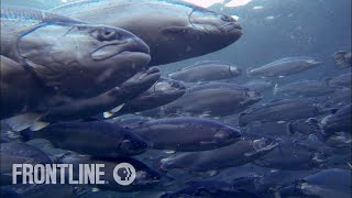 Norways Salmon Farming Crisis  The Fish on My Plate  FRONTLINE [upl. by Phonsa]