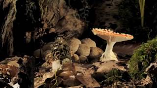 Fly Agaric and phallus impudicus growing timelapse [upl. by Ahsinom]