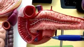 Digestive System 4 HepatoPancreatic Ampulla [upl. by Adnamaa]