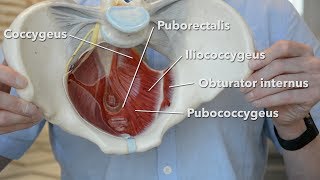 Pelvic floor muscles [upl. by Neufer]