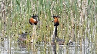 Great Crested Grebe Courtship Dance [upl. by Serrano]