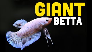 My New GIANT Betta Fish  He is HUGE [upl. by Groeg544]