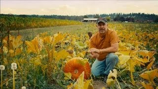 How to Grow a Pumpkin Patch  Pumpkin Gardening [upl. by Nireil]