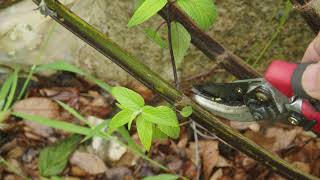 Pruning Perennial Plants Salvia Care [upl. by Sadnalor854]