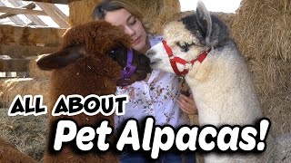 Alpaca Basics for New Owners [upl. by Artamas983]