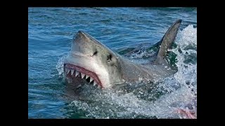 La vie des requins documentaire HD complet en français  YouTube HD documentary Channel [upl. by Kepner]