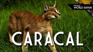 The Caracal Can Jump 10 Feet High to Catch Prey [upl. by Sedgewake]