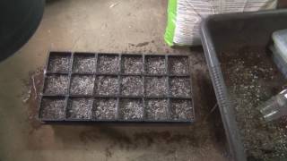 How to grow Echinacea from seed [upl. by Deenya]