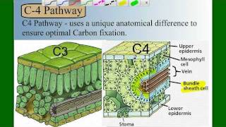 Photosynthesis Part 5 C4 and CAM [upl. by Crosley]