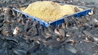 Catfish Farming In Cement Tank In Asiahybrid magur fish farming in india [upl. by Bailey]