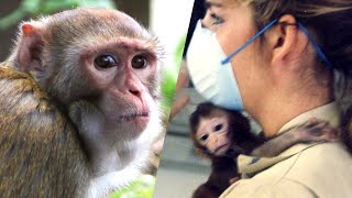 What I saw working in a monkey research facility [upl. by Hannis]