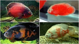 12 Different Types of OSCAR fish [upl. by Dlanar]