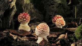 Fly agaric growing and dying time lapse [upl. by Aretina]