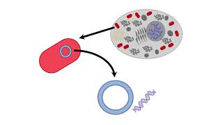 Mitochondrial DNA [upl. by Dalenna587]