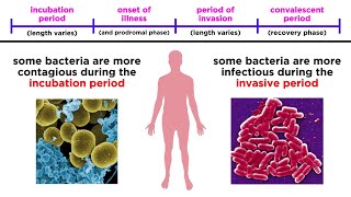 Bacterial Infections in Humans [upl. by Gusti797]