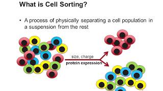 Cell Sorting Using Flow Cytometry [upl. by Llemert]