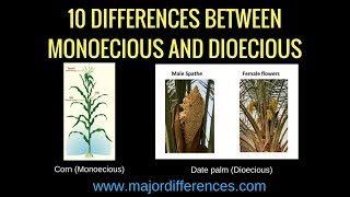 Difference between Bisexual Monoecious and Dioecious 🌺🌽 Plant Science biologyexams4u [upl. by Stoat]