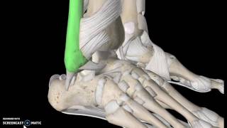 The Sacroiliac Joint Part 1  Major Ligaments amp Structures [upl. by Marijn2]