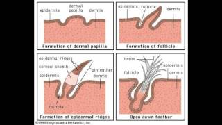 What are Dermal Papillae [upl. by Yeleen]