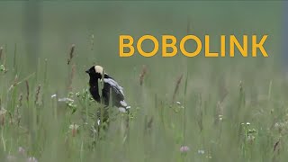 Bobolink [upl. by Najib]