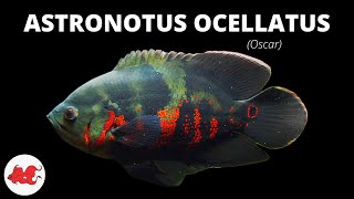 Oscar  Astronotus ocellatus ✔ [upl. by Aihsile]