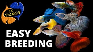 Top 10 Easiest Fish To Breed in a HOME Aquarium [upl. by Elah]